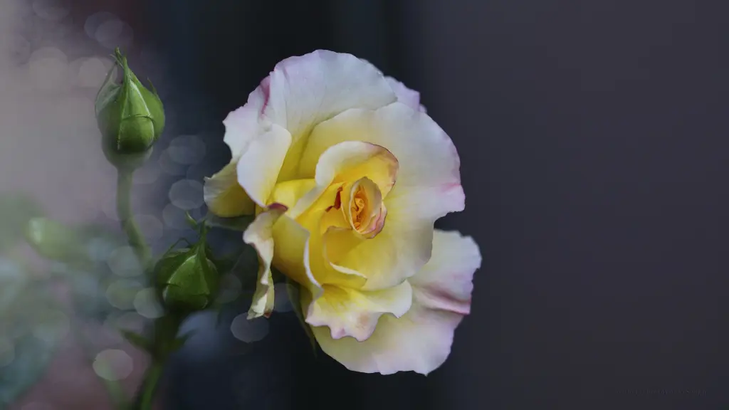 Condolence image of Marion Sempf