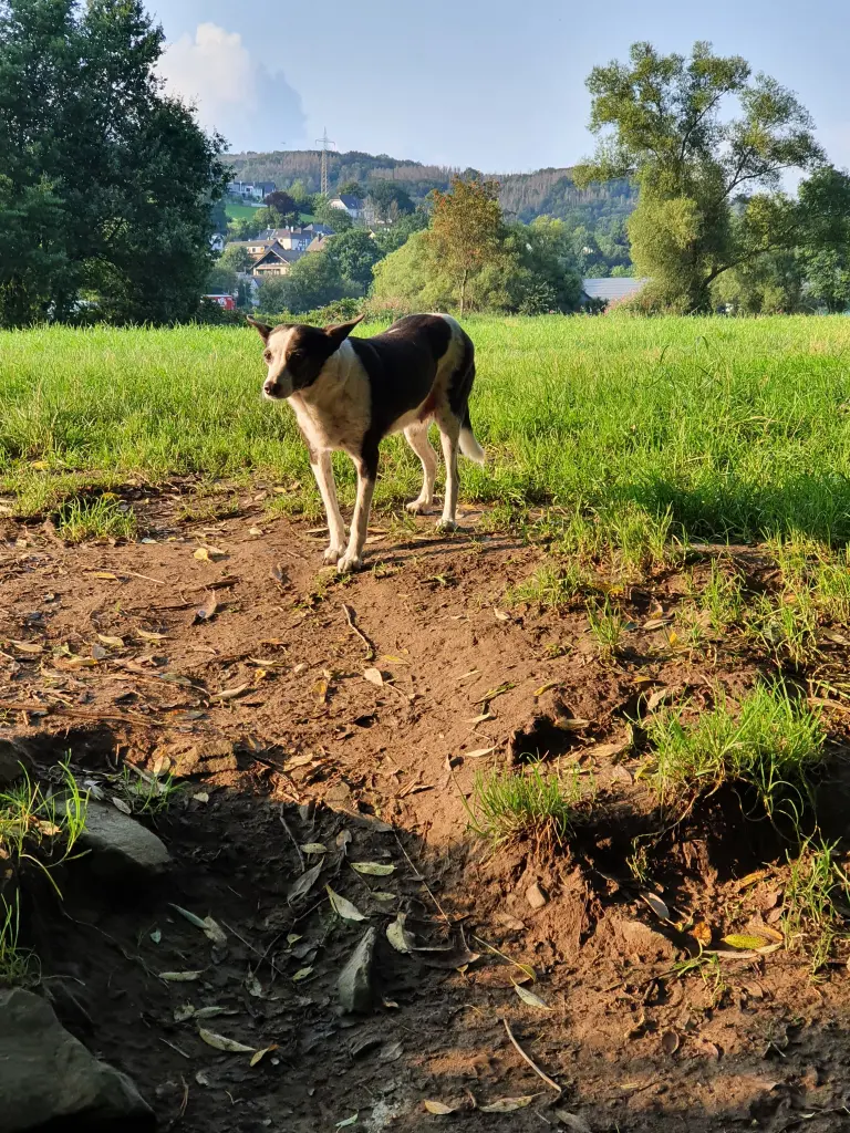 Image from Kiira