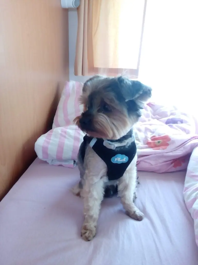 Image from Chipi