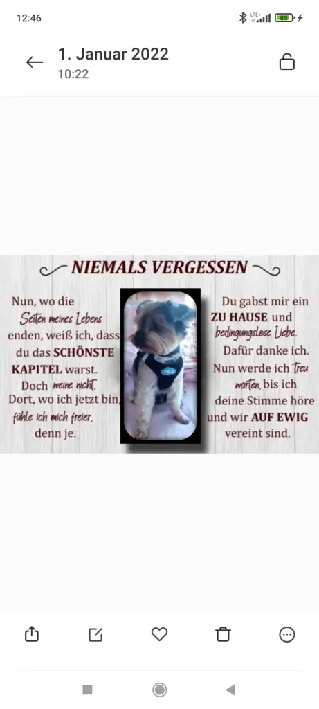 Image from Chipi