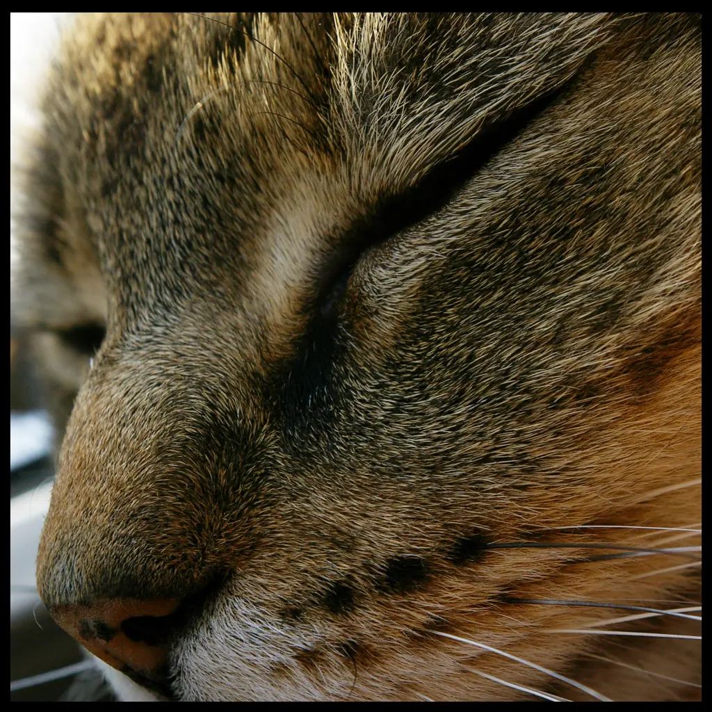 Image from Moppi