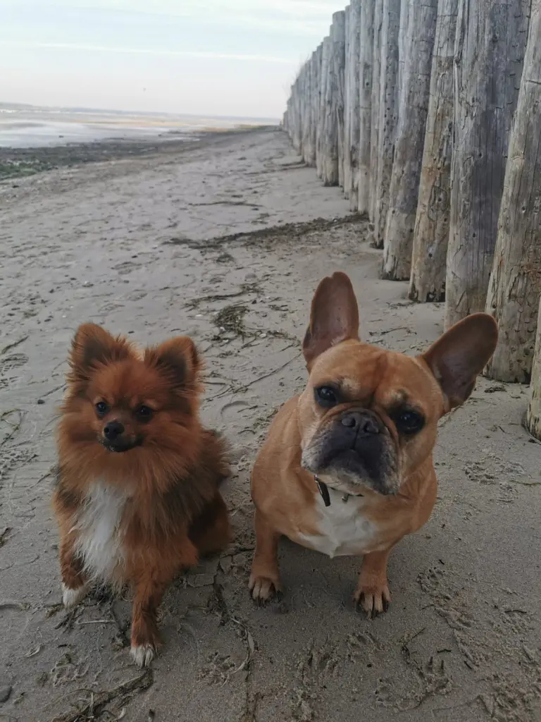 Condolence image of Paula und Fussel