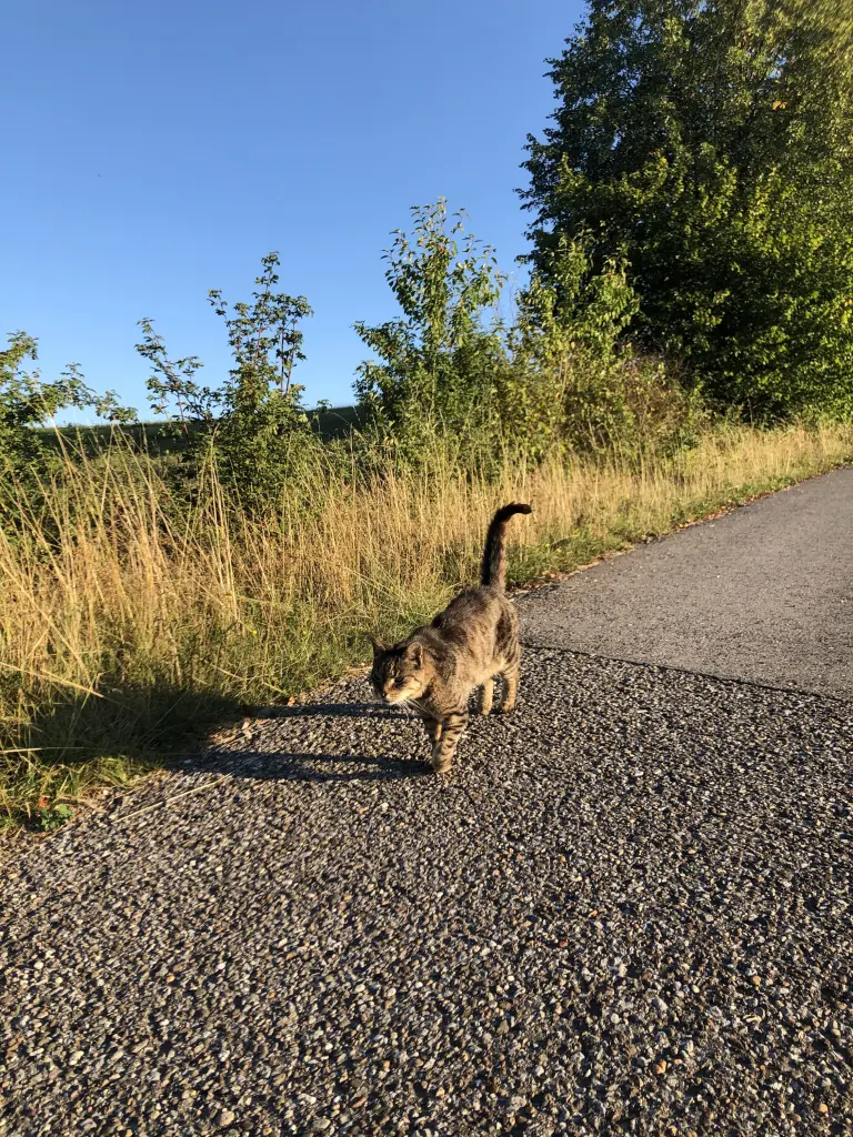 Image from Struppi