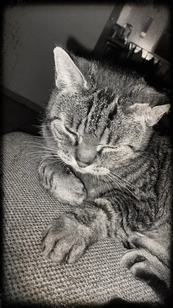 Image from Püppy
