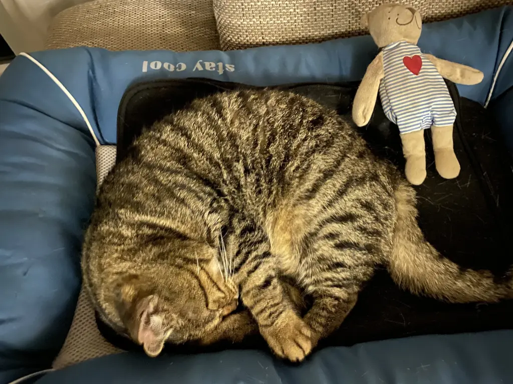 Image from Püppy