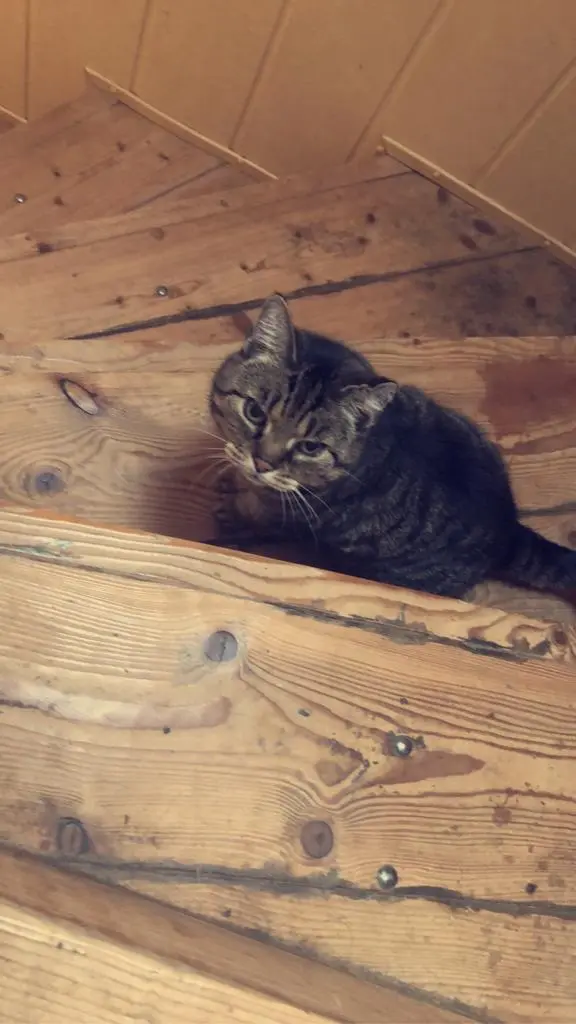 Image from Püppy