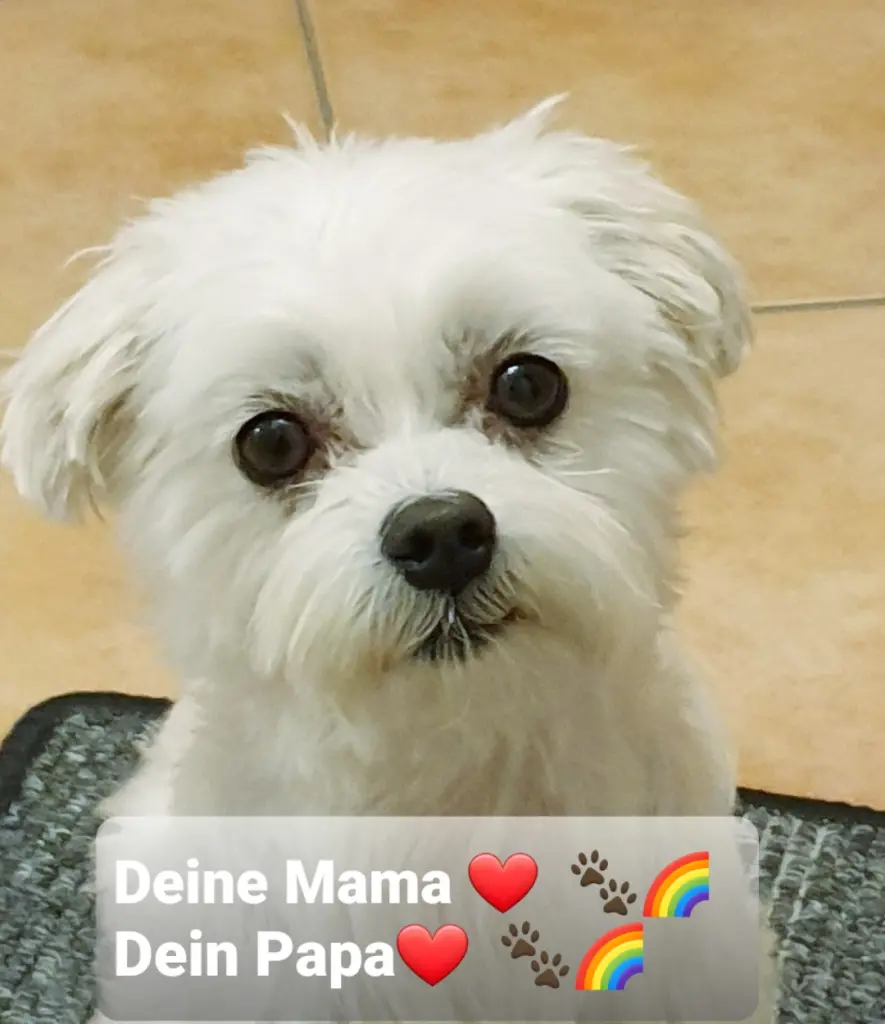 Image from Gismo