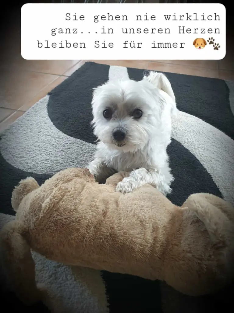 Image from Gismo