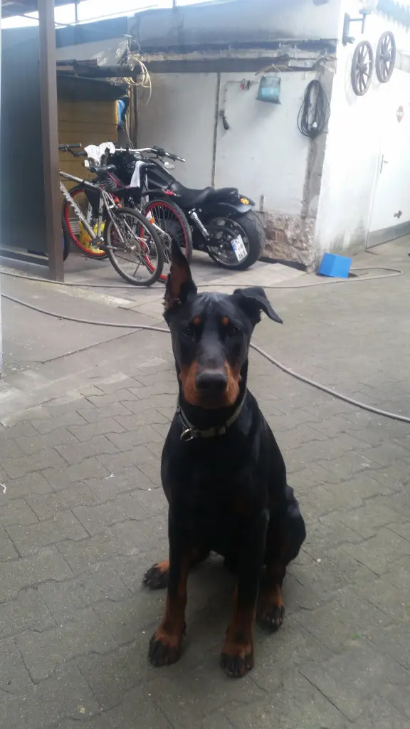 Image from Bolle