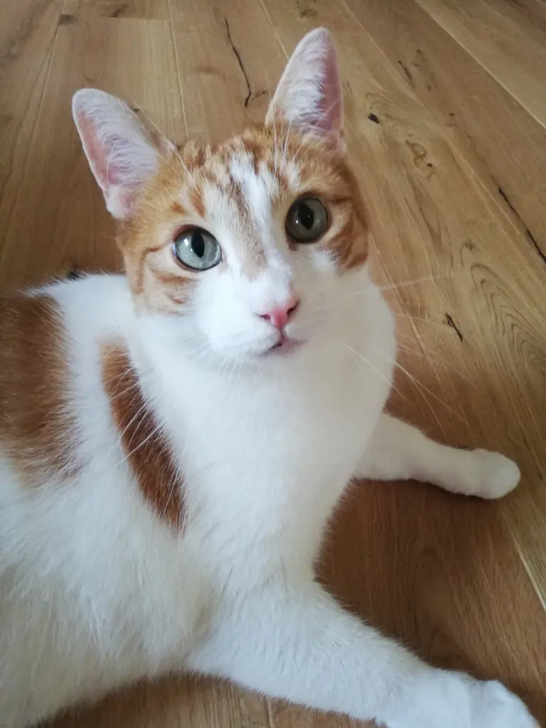 Image from Joschy