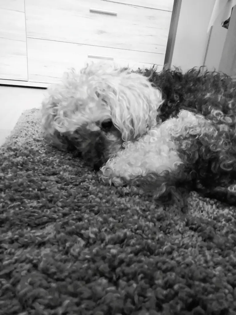 Image from Gismo