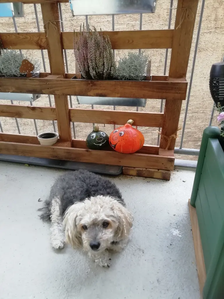 Image from Gismo