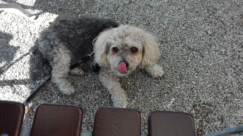 Image from Gismo