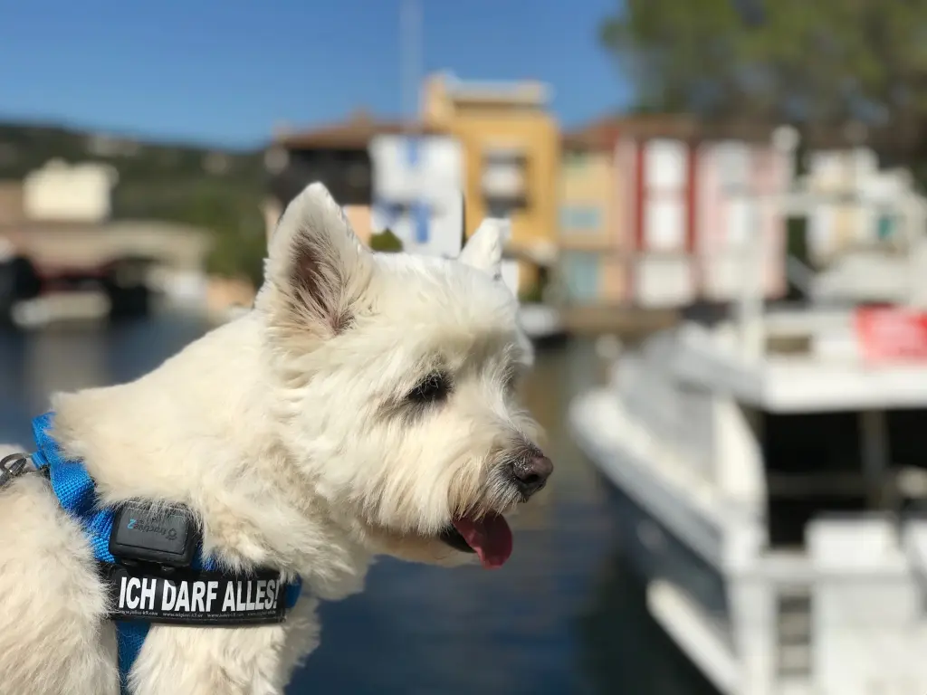 Image from Maxi