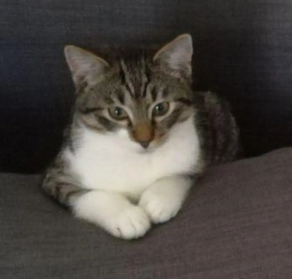 Image from Monty