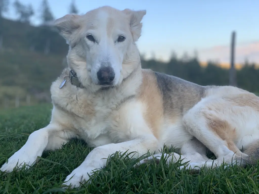 Image from Xena