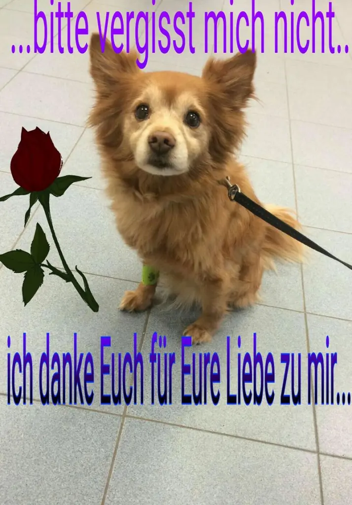 Image from Gismo