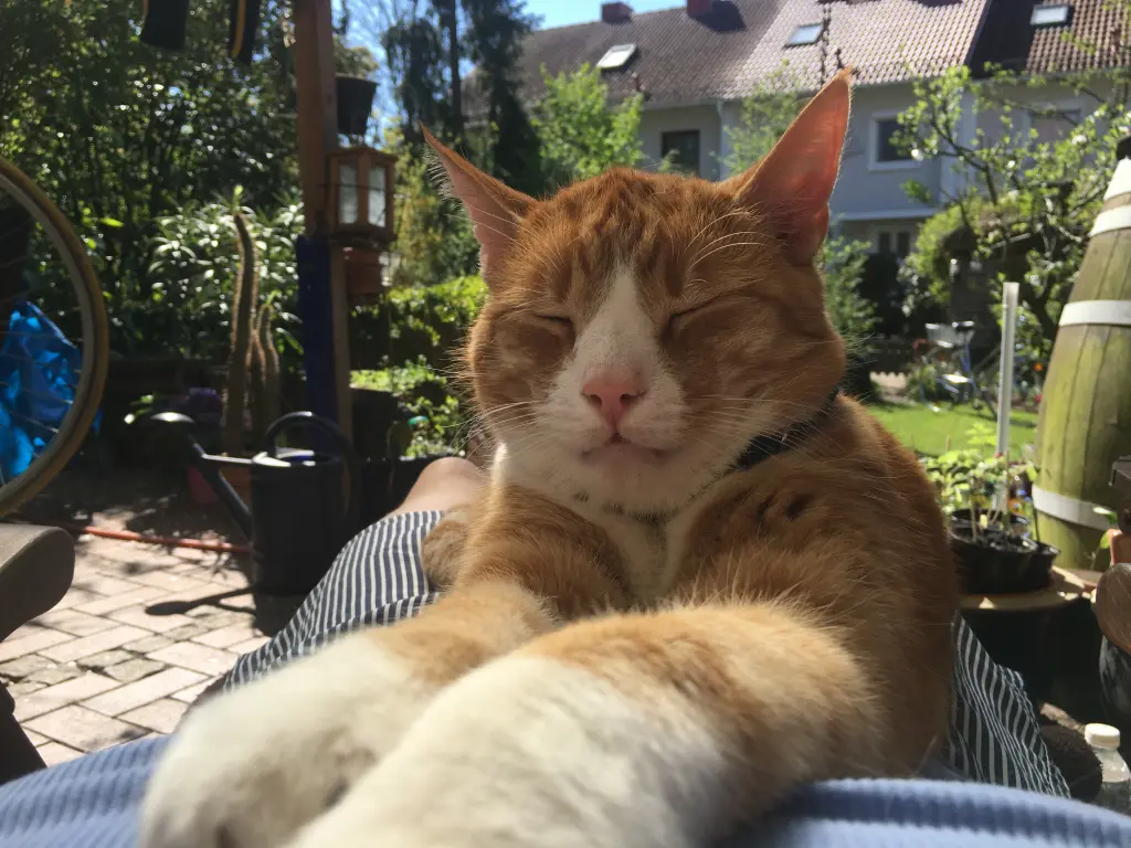 Image from Chili