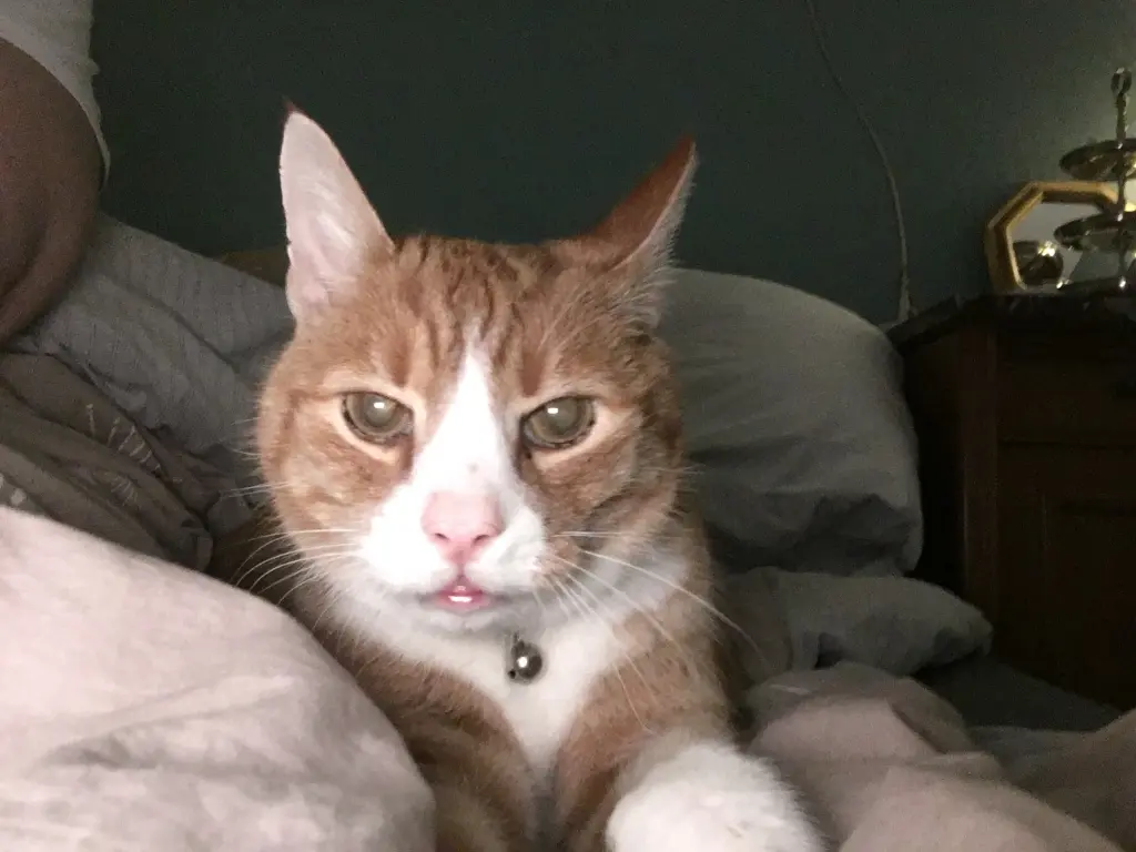 Image from Chili