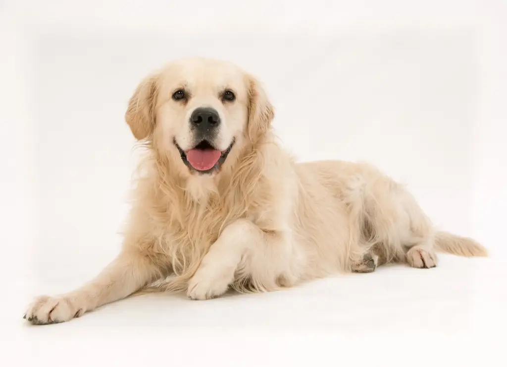 Condolence image of Antoinette mit Seelenhund Benny