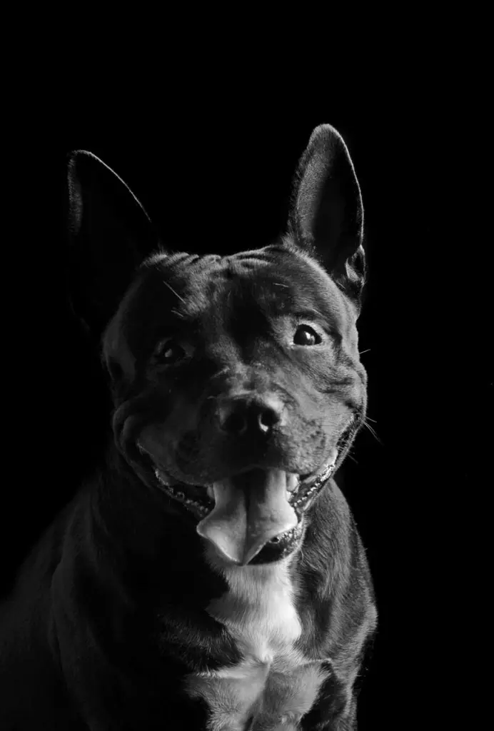 Image from Butch