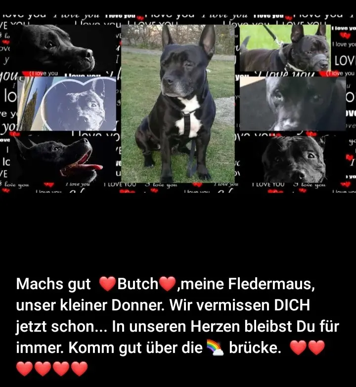 Image from Butch