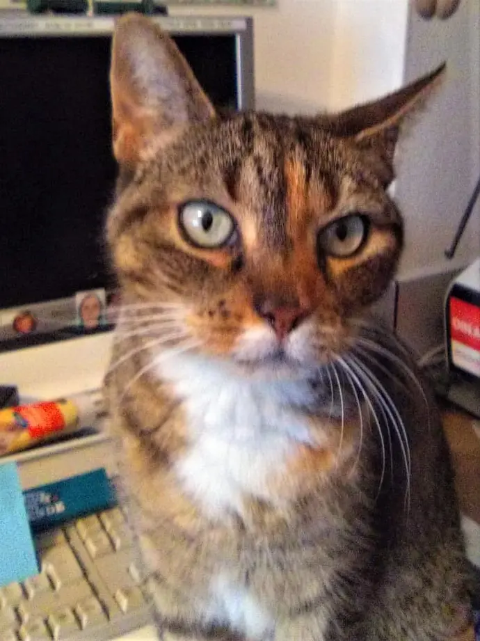 Image from Gizmo