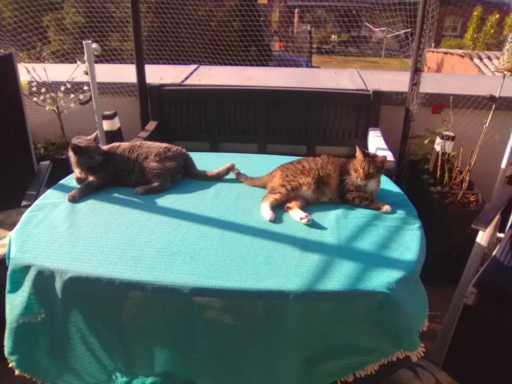 Image from Gizmo