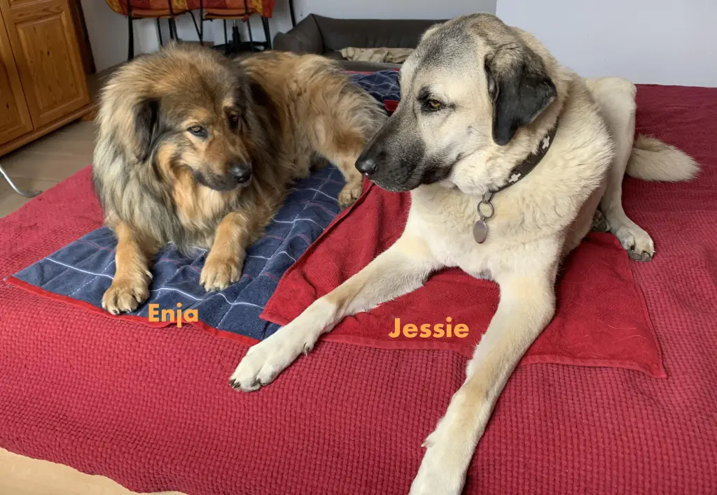 Image from Jessie
