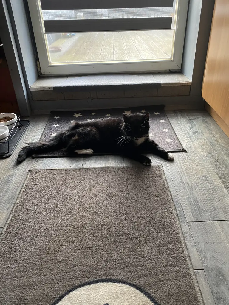 Image from Gismo
