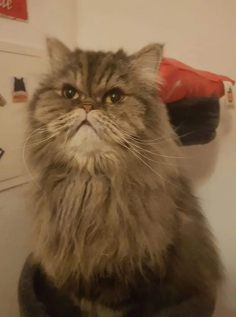 Image from Gizmo