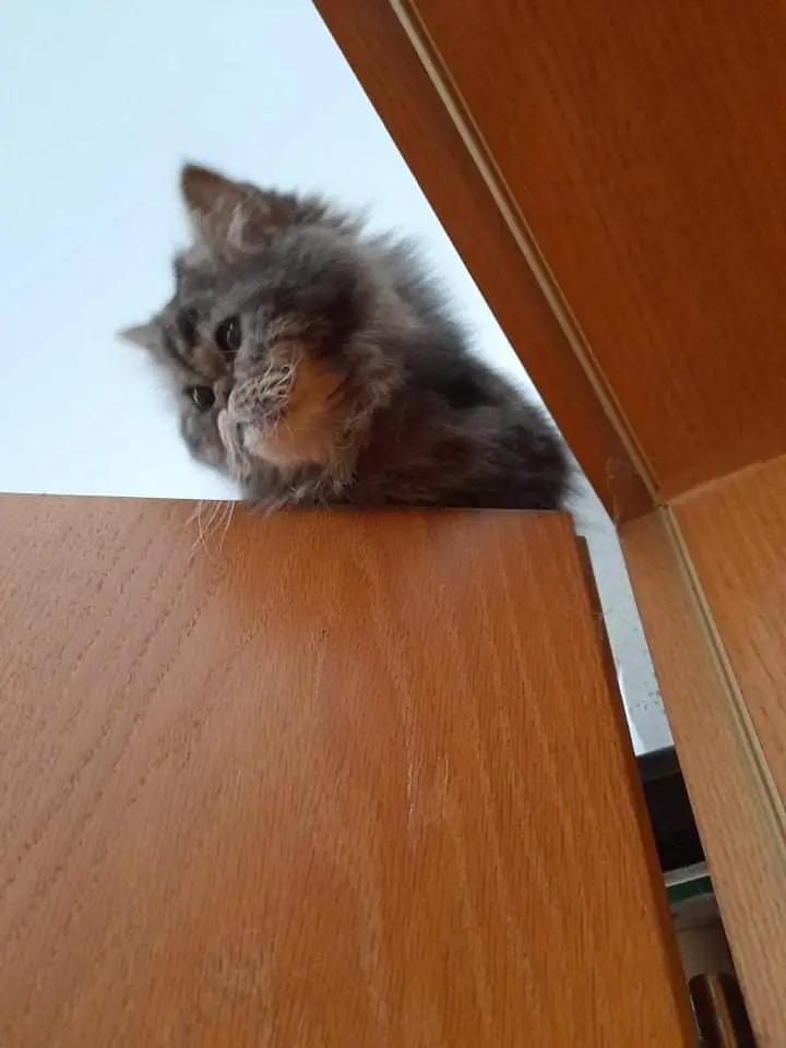 Image from Gizmo