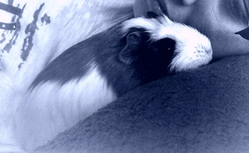 Image from Sansa