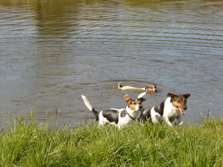 Andachtsbild von Unbekannt