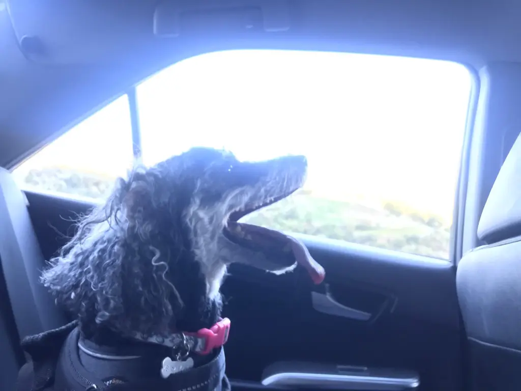 Image from Murphy Girl