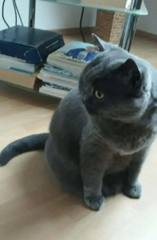 Condolence image of Carola