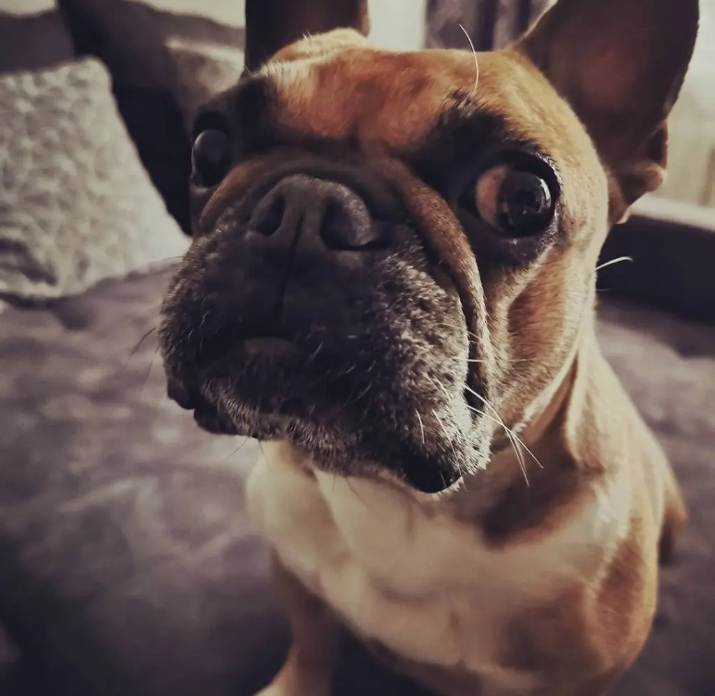 Condolence image of Tobi
