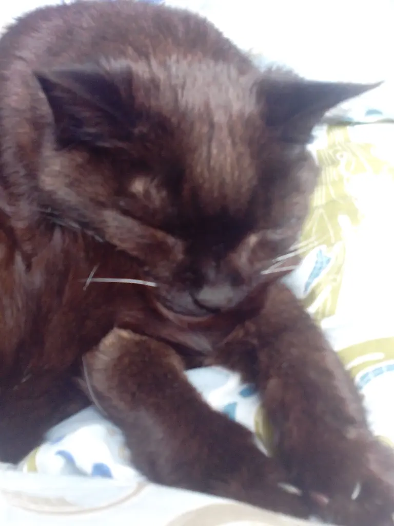 Condolence image of Silke