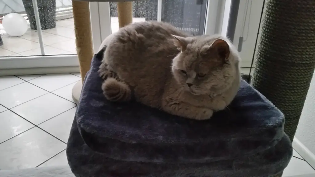 Image from Cappuccino 