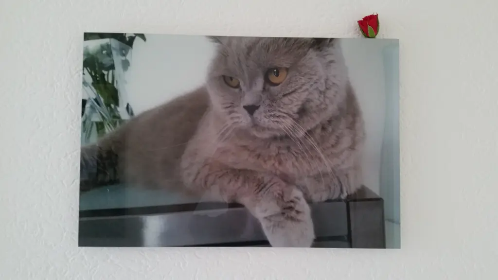 Image from Cappuccino