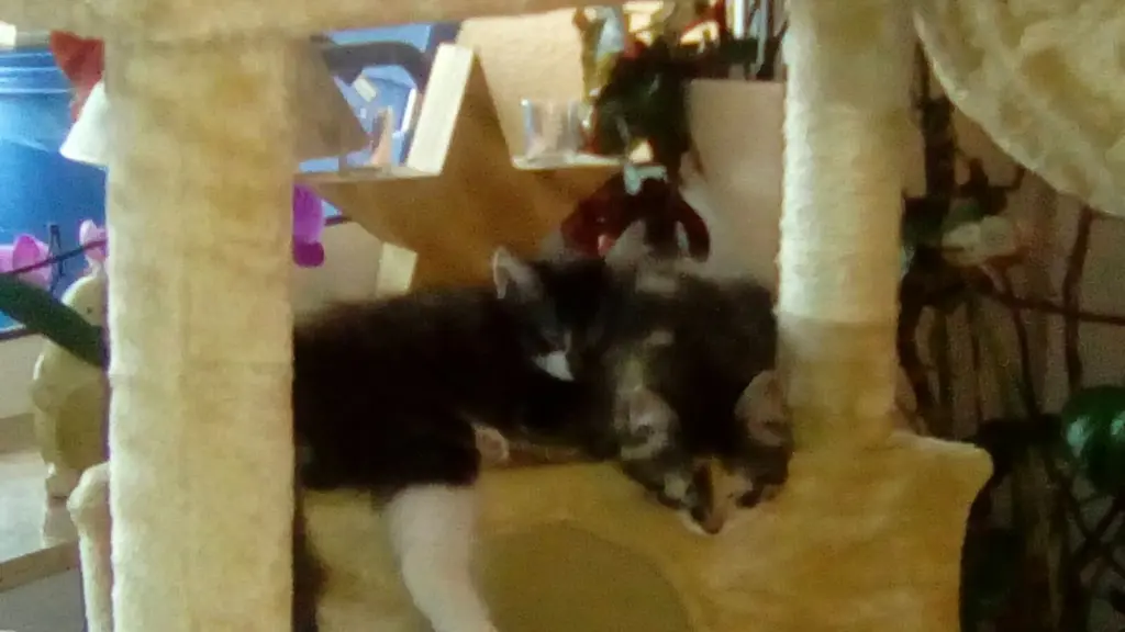Image from Minnie Löwenkatzenmädchen