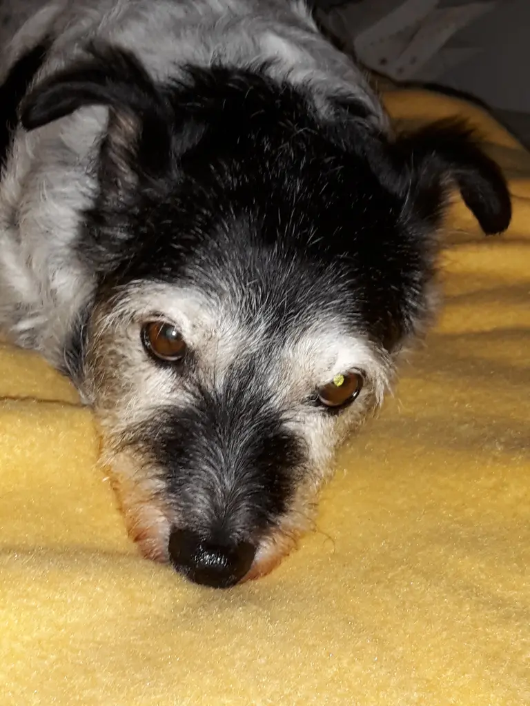 Image from Lorchen