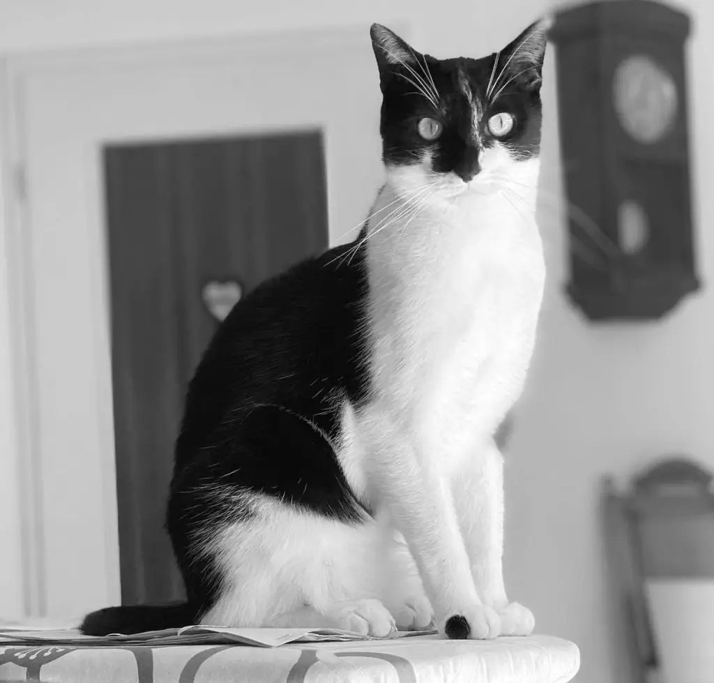 Image from Nino