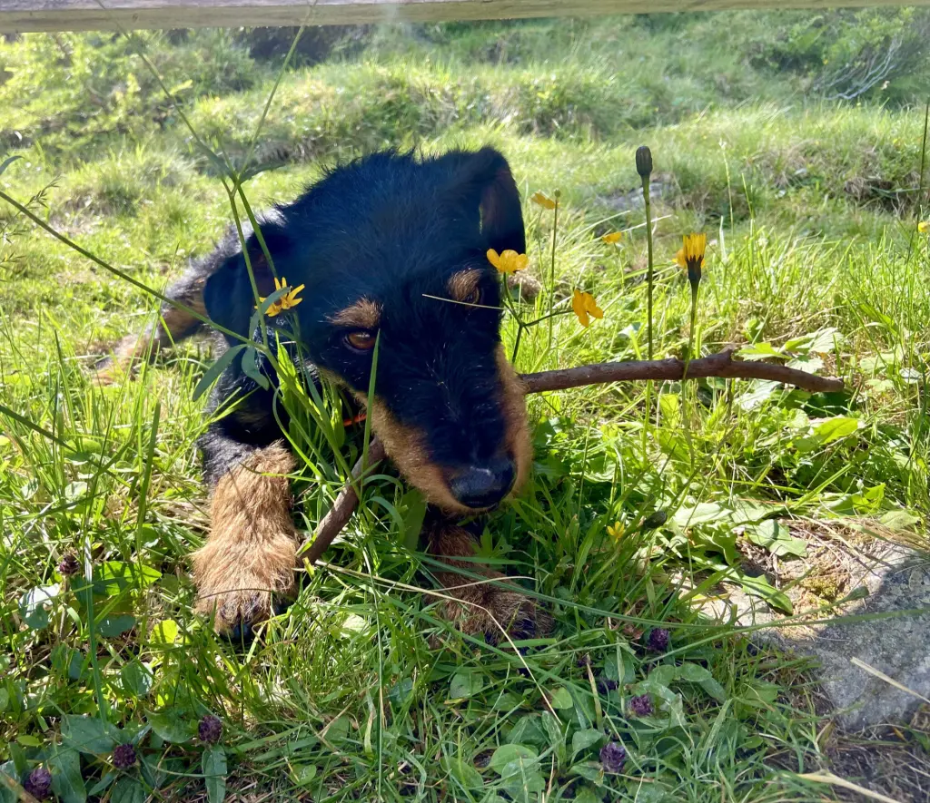 Image from Bandit