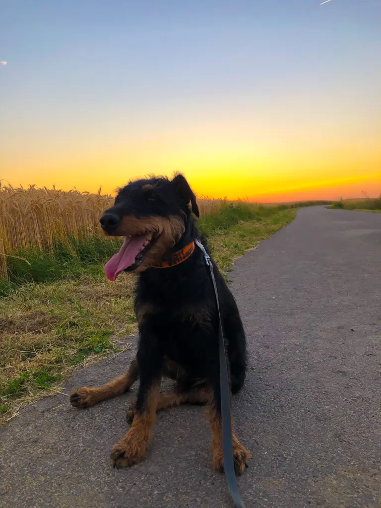 Image from Bandit