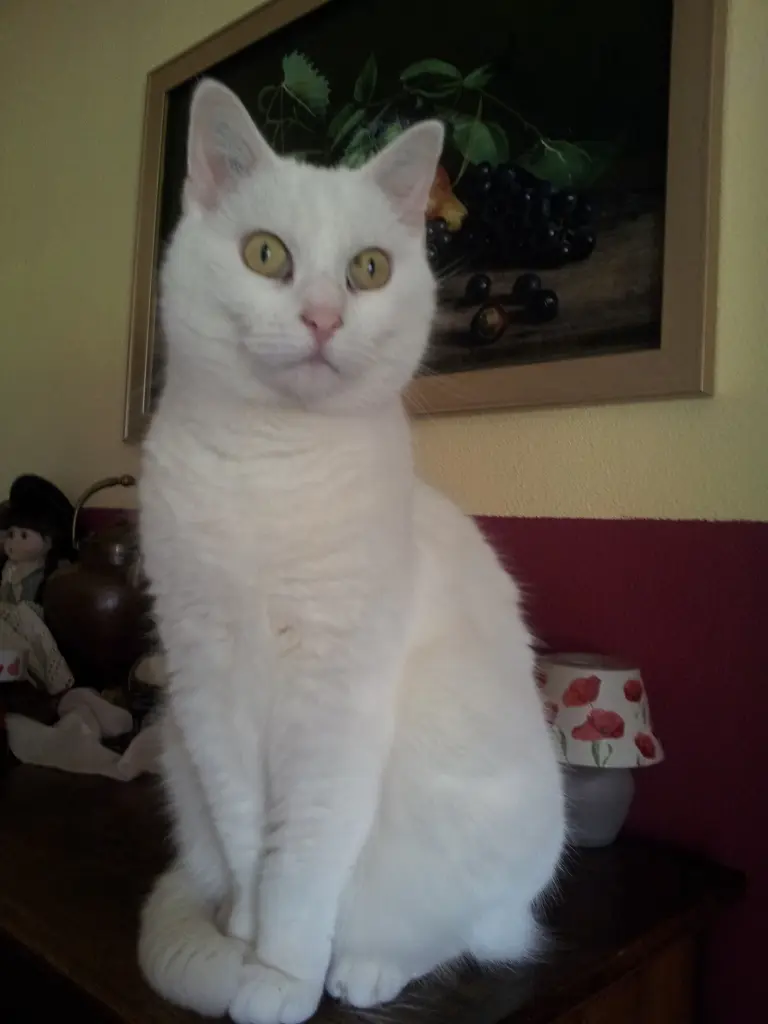 Condolence image of Ellen