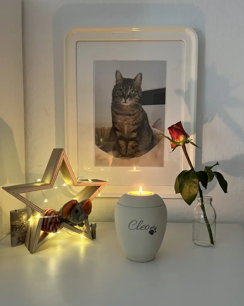 Image from Cleo