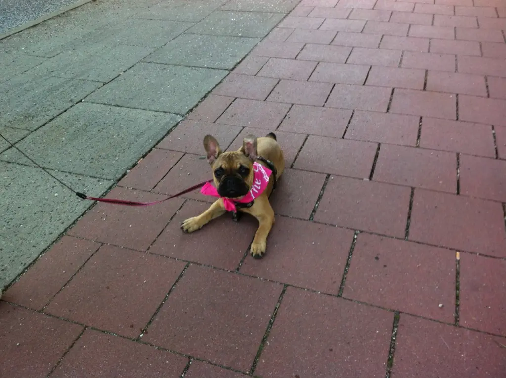 Image from Amy