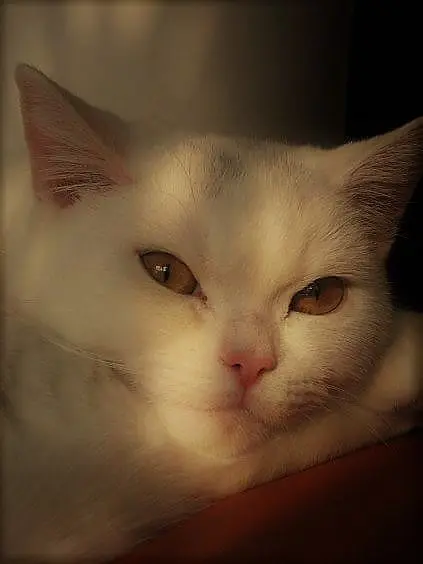 Image from Ramses