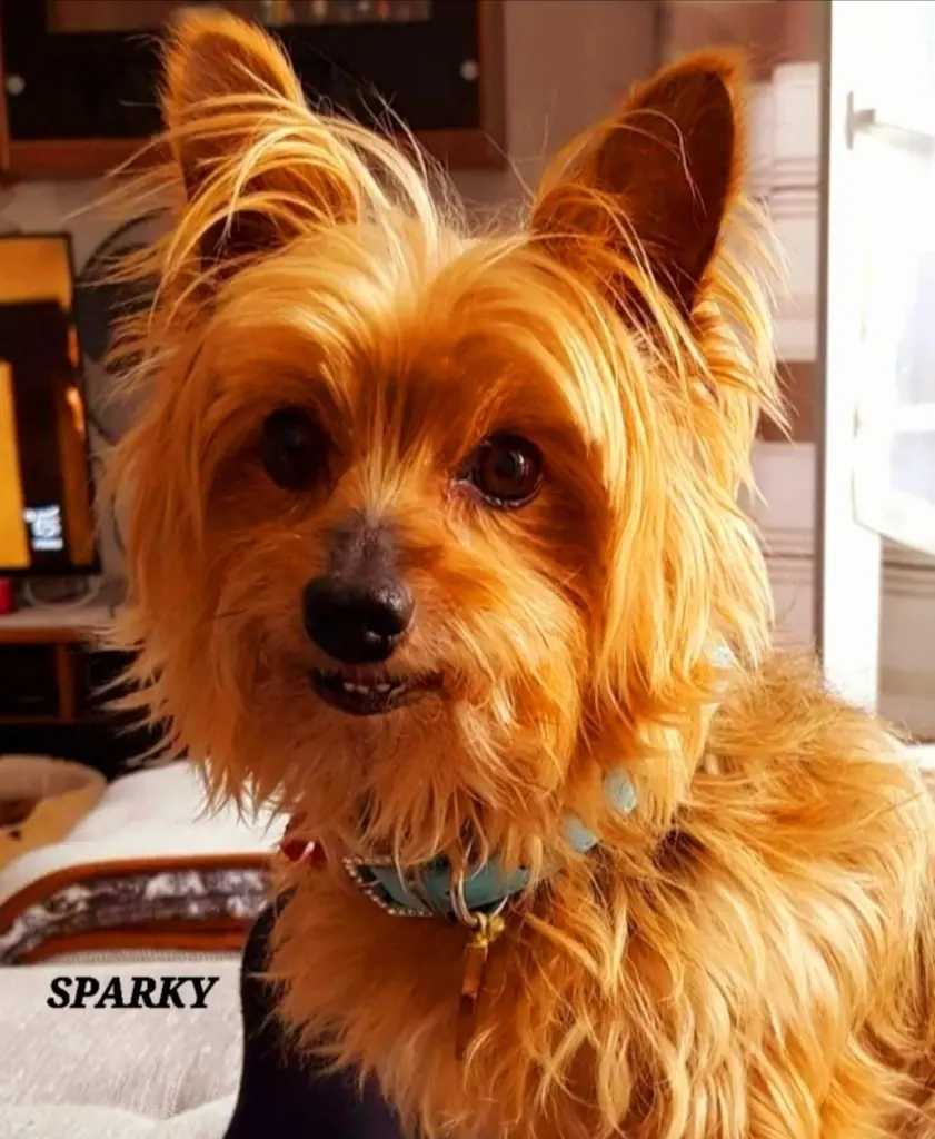 Image from Sparky